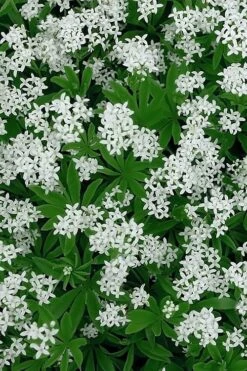 Sweet Woodruff (Galium Odoratum) - 6 Pack Of Pint Pots -Plant Promotion Store galium odoratum sweet woodruff 5