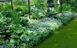 Sweet Woodruff (Galium Odoratum) - 6 Pack Of Pint Pots -Plant Promotion Store galium odoratum sweet woodruff 6