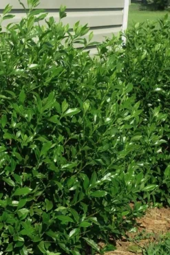 August Beauty Gardenia - 3 Gallon Pot 9 August Beauty Gardenia - 3 Gallon Pot -Plant Promotion Store gardenia august beauty 5 1
