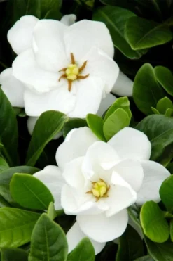 Buttons Gardenia - 1 Gallon Pot 9 Buttons Gardenia - 1 Gallon Pot -Plant Promotion Store gardenia buttons 1 1