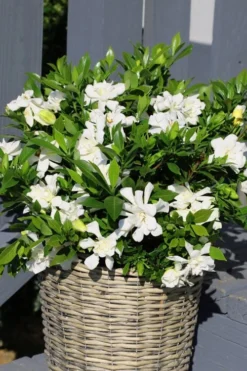 Celestial Star Gardenia - 1 Gallon Pot 8 Celestial Star Gardenia - 1 Gallon Pot -Plant Promotion Store gardenia celestial star 3