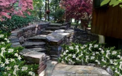 Celestial Star Gardenia - 1 Gallon Pot 9 Celestial Star Gardenia - 1 Gallon Pot -Plant Promotion Store gardenia celestial star 5