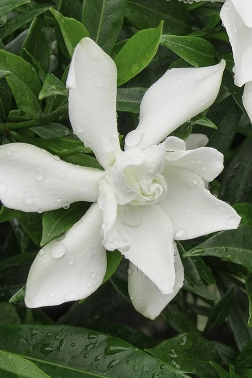 Frost Proof Gardenia - 3 Gallon Pot 1 Frost Proof Gardenia - 3 Gallon Pot