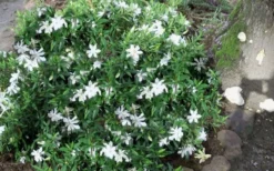 Frost Proof Gardenia - 3 Gallon Pot 9 Frost Proof Gardenia - 3 Gallon Pot -Plant Promotion Store gardenia frost proof 50
