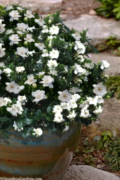 Buttons Gardenia - 1 Gallon Pot 8 Buttons Gardenia - 1 Gallon Pot -Plant Promotion Store gardenia jasminoides buttons 10 1