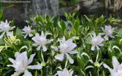 Crescent Moon Dwarf Gardenia - 6 Pack Of 1 Gallon Pots -Plant Promotion Store gardenia jasminoides crescent moon dwarf creeping 2 1