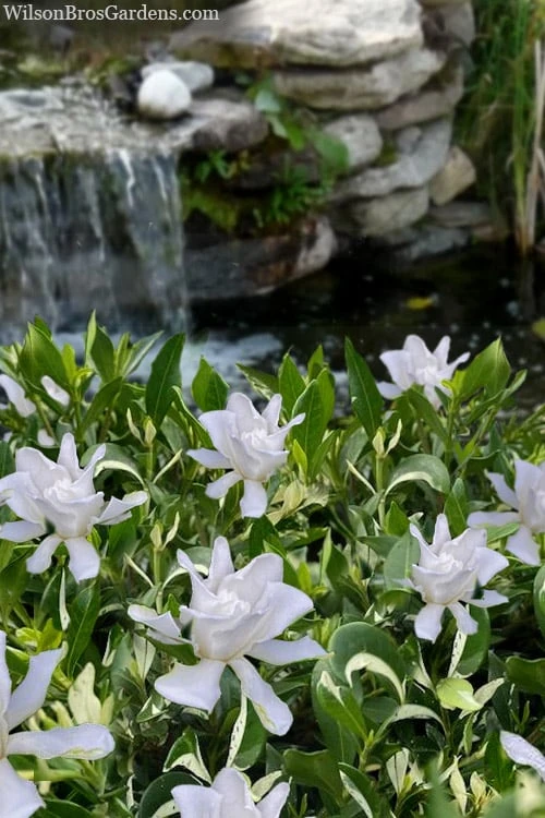 Crescent Moon Dwarf Gardenia - 1 Gallon Pot 1 Crescent Moon Dwarf Gardenia - 1 Gallon Pot