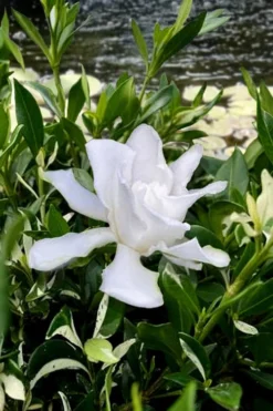 Crescent Moon Dwarf Gardenia - 6 Pack Of 1 Gallon Pots -Plant Promotion Store gardenia jasminoides crescent moon dwarf creeping 6 1