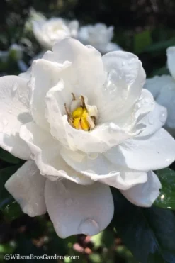 Crown Jewel Gardenia - 6-Pack Of 1 Gallon Pots -Plant Promotion Store gardenia jasminoides crown jewel 11