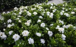 Crown Jewel Gardenia - 6-Pack Of 1 Gallon Pots -Plant Promotion Store gardenia jasminoides crown jewel 12
