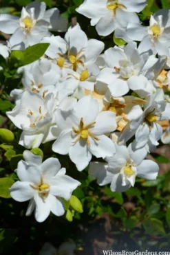 Snow Flurry Hardy Gardenia - 3 Gallon Pot -Plant Promotion Store gardenia jasminoides snow flurry 2 1