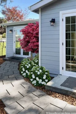 Snow Globe Gardenia - 1 Gallon Pot -Plant Promotion Store gardenia jasminoides snow globe 3