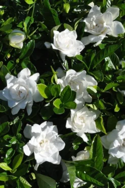 Snow Puff Hardy Gardenia - 7 Gallon Pot -Plant Promotion Store gardenia jasminoides snow puff 2