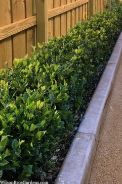 Summer Snow Gardenia - 3 Gallon Pot -Plant Promotion Store gardenia jasminoides summer snow 11