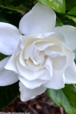 Summer Snow Gardenia - 3 Gallon Pot -Plant Promotion Store gardenia jasminoides summer snow 3