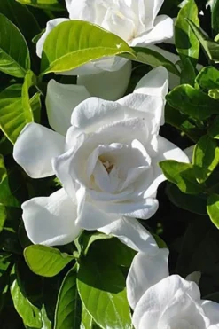 Summer Snow Gardenia - 3 Gallon Pot -Plant Promotion Store gardenia jasminoides summer snow 4