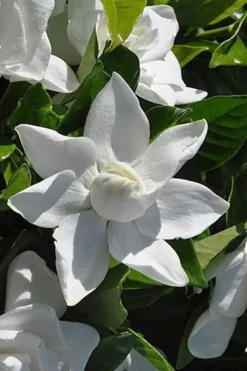 Summer Snow Gardenia - 3 Gallon Pot -Plant Promotion Store gardenia jasminoides summer snow 5