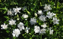 Summer Snow Gardenia - 3 Gallon Pot -Plant Promotion Store gardenia jasminoides summer snow 9