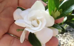 Jubilation Gardenia - 5 Gallon Pot -Plant Promotion Store gardeniajubilation 6