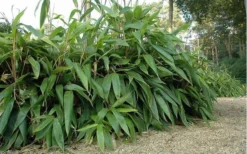 Giant Leaf Bamboo - Indocalamus Tessellatus - 3 Gallon Pot 13 Giant Leaf Bamboo - Indocalamus Tessellatus - 3 Gallon Pot -Plant Promotion Store giant leaf bamboo