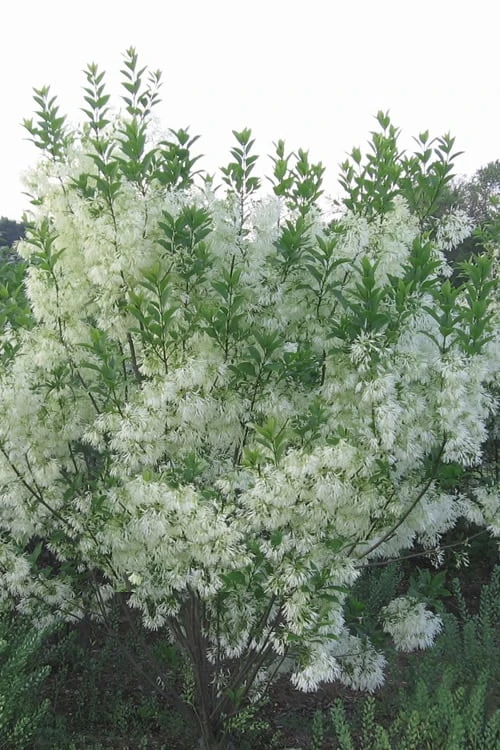 Grancy Graybeard - White Fringe Tree - 1 Gallon Pot 7 Grancy Graybeard - White Fringe Tree - 1 Gallon Pot - Image 7