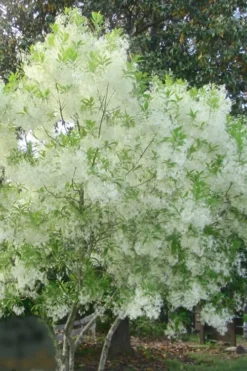Grancy Graybeard - White Fringe Tree - 1 Gallon Pot 17 Grancy Graybeard - White Fringe Tree - 1 Gallon Pot -Plant Promotion Store grancy graybeard tree flowers 22 500x750 1