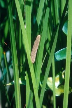 American Sweet Flag (Acorus Americanus) - 1 Gallon Pot -Plant Promotion Store grass american sedge 500x750 1