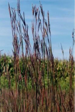 Big Bluestem Grass (Andropogon Gerardii) - 5 Pack Of Quart Pots -Plant Promotion Store grass big bluestem 500x750 1
