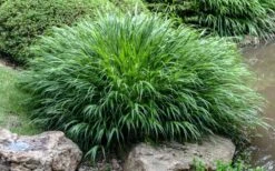 Hakone Japanese Forest Grass (Hakonechloa Macra) - 1 Gallon Pot -Plant Promotion Store hakonechloa macra hakone japanese forest grass 4