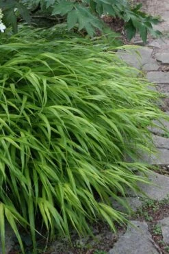 Hakone Japanese Forest Grass (Hakonechloa Macra) - 1 Gallon Pot -Plant Promotion Store hakonechloa macra hakone japanese forest grass 5