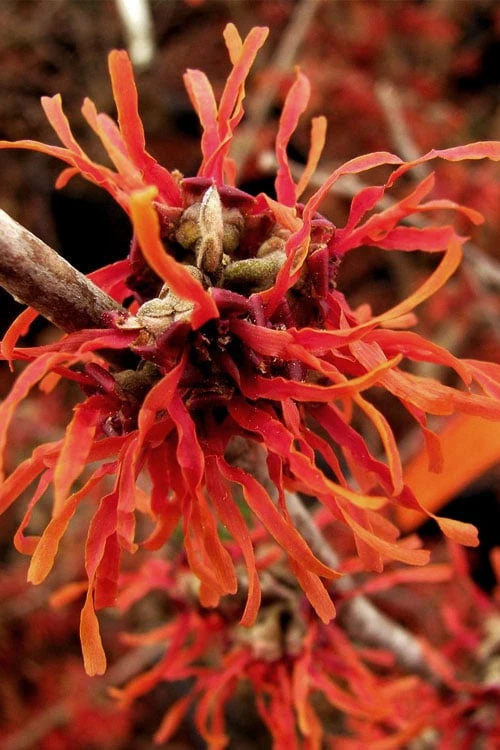 Diane Red Witch Hazel (Hamamelis X Intermedia) - 7 Gallon Pot 11 Diane Red Witch Hazel (Hamamelis X Intermedia) - 7 Gallon Pot - Image 11