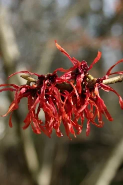 Diane Red Witch Hazel (Hamamelis X Intermedia) - 7 Gallon Pot 16 Diane Red Witch Hazel (Hamamelis X Intermedia) - 7 Gallon Pot -Plant Promotion Store hamamelis intermedia diane witch hazel 4