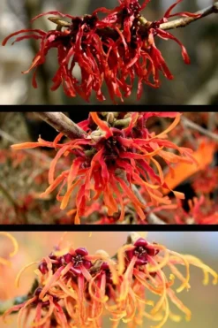 Diane Red Witch Hazel (Hamamelis X Intermedia) - 7 Gallon Pot 14 Diane Red Witch Hazel (Hamamelis X Intermedia) - 7 Gallon Pot -Plant Promotion Store hamamelis intermedia diane witch hazel 5