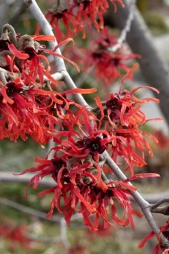 Diane Red Witch Hazel (Hamamelis X Intermedia) - 7 Gallon Pot 20 Diane Red Witch Hazel (Hamamelis X Intermedia) - 7 Gallon Pot -Plant Promotion Store hamamelis intermedia diane witch hazel 6