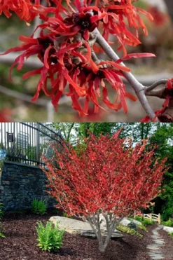 Diane Red Witch Hazel (Hamamelis X Intermedia) - 7 Gallon Pot 15 Diane Red Witch Hazel (Hamamelis X Intermedia) - 7 Gallon Pot -Plant Promotion Store hamamelis intermedia diane witch hazel 8