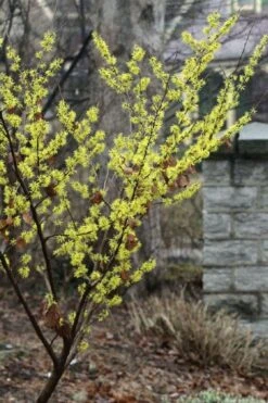 Harvest Moon Witch Hazel - 7 Gallon Pot (4-5') -Plant Promotion Store hamamelis virginiana harvest moon witch hazel 10