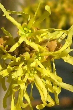 Harvest Moon Witch Hazel - 7 Gallon Pot (4-5') -Plant Promotion Store hamamelis virginiana harvest moon witch hazel 4