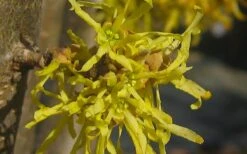 Harvest Moon Witch Hazel - 7 Gallon Pot (4-5') -Plant Promotion Store hamamelis virginiana harvest moon witch hazel 5