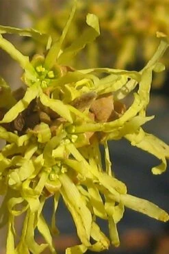 Harvest Moon Witch Hazel - 7 Gallon Pot (4-5') -Plant Promotion Store hamamelis virginiana harvest moon witch hazel 6