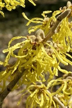 Harvest Moon Witch Hazel - 7 Gallon Pot (4-5') -Plant Promotion Store hamamelis virginiana harvest moon witch hazel 8