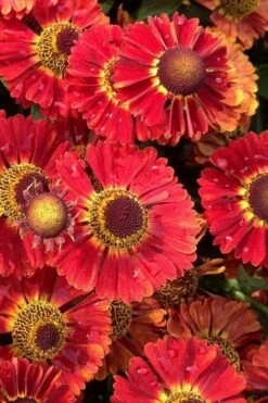 Mariachi 'Salsa' Helen's Flower (Helenium) - 1 Gallon Pot -Plant Promotion Store helenium mariachi salsa helens flower 1