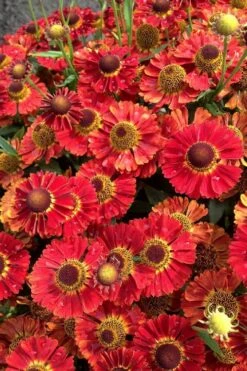 Mariachi 'Salsa' Helen's Flower (Helenium) - 1 Gallon Pot