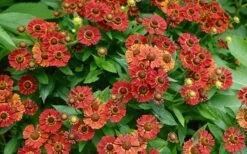 Mariachi 'Salsa' Helen's Flower (Helenium) - 1 Gallon Pot -Plant Promotion Store helenium mariachi salsa helens flower 3