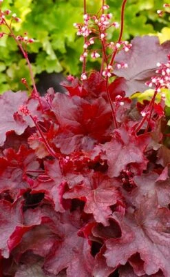Fire Chief Heuchera (Coral Bells) - 1 Gallon Pot -Plant Promotion Store heuchera fire chief 20