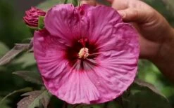 Summerific Berry Awesome Hibiscus (Rose Mallow) - 1 Gallon Pot -Plant Promotion Store hibiscus berry awesome rose mallow 10