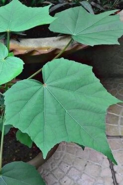 Confederate Rose Hibiscus (Rose Mallow) - 3 Pack Of Quart Pots -Plant Promotion Store hibiscus confederate rose leaves