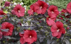 Summerific Holy Grail Hardy Hibiscus (Rose Mallow) - 1 Gallon Pot -Plant Promotion Store hibiscus holy grail 800x500 1