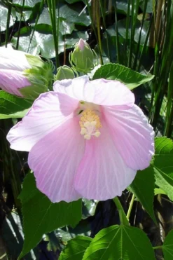 Rose Mallow Hardy Hibiscus (Hibiscus Moscheutos) - 2.5 Quart Pot -Plant Promotion Store hibiscus mosheutos swamp rose mallow 1