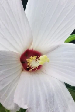 Rose Mallow Hardy Hibiscus (Hibiscus Moscheutos) - 2.5 Quart Pot -Plant Promotion Store hibiscus mosheutos swamp rose mallow 4