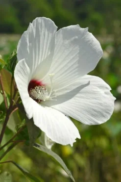 Rose Mallow Hardy Hibiscus (Hibiscus Moscheutos) - 2.5 Quart Pot -Plant Promotion Store hibiscus mosheutos swamp rose mallow 7